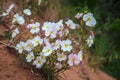 Oenothera pallida Ã¢â¬â pale evening-primrose